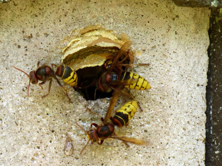 elimination efficace des nids dinsectes en terre