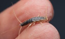 elimination-efficace-des-silverfish-astuces-et-conseils