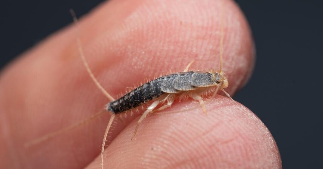 elimination efficace des silverfish astuces et conseils