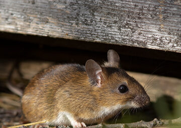 elimination efficace des souris solution antiparasitaire professionnelle