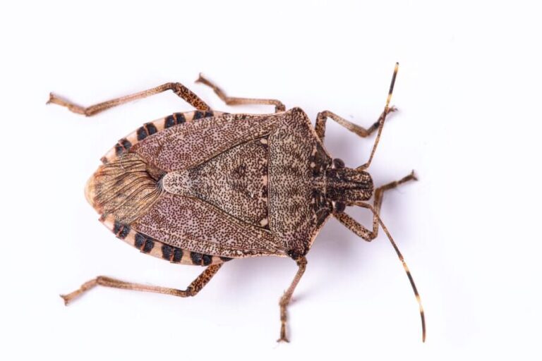 elimination efficace du bug noir a taches orange conseils de lutte antiparasitaire