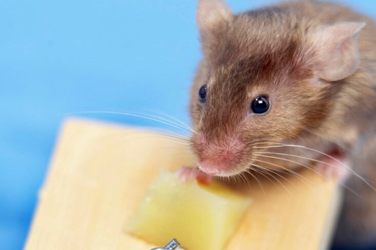 elimination rapide des rats les meilleures methodes antiparasitaires