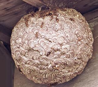 eliminer-efficacement-un-nid-de-frelon-au-sol-conseils-et-astuces