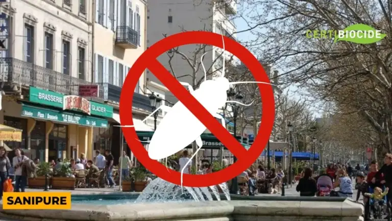 eliminer le cafard oriental nos conseils anti nuisibles efficaces