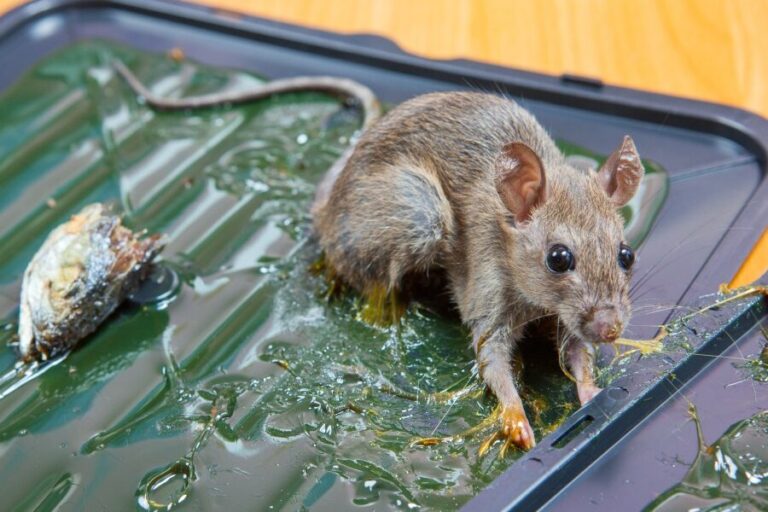 eliminer le pipi de souris conseils pour une lutte efficace contre les nuisibles