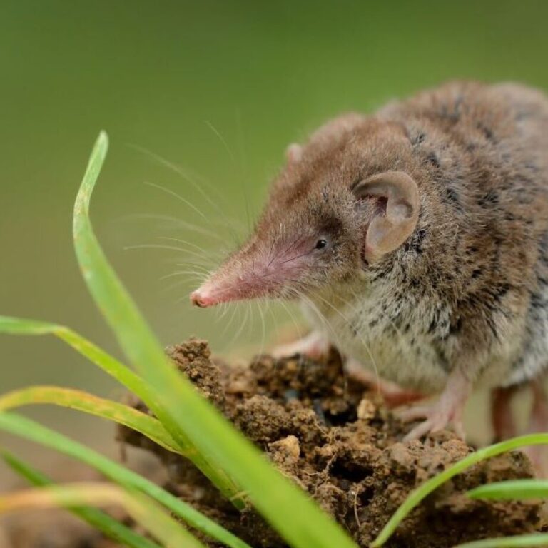 eliminer les cicales astuces efficaces de lutte antiparasitaire