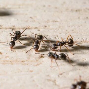 eliminer les fourmis pharaon conseils pratiques et efficaces