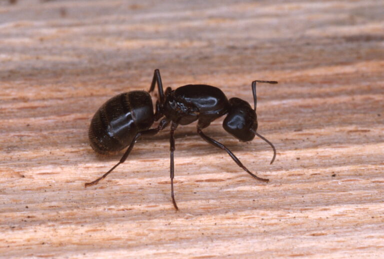 eliminer les grosses fourmis a tete conseils pratiques et astuces