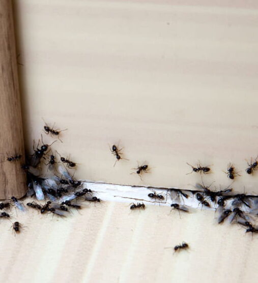 eliminer les junebugs guide complet pour se debarrasser de ces nuisibles