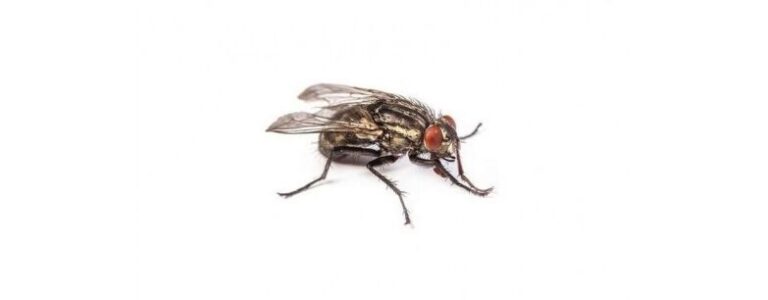 eliminer les moucherons conseils efficaces pour une lutte antiparasitaire reussie