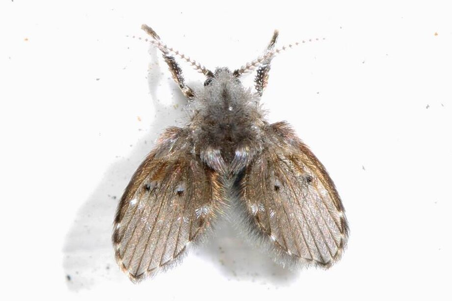 eliminer les mouches de drain conseils antiparasitaires efficaces