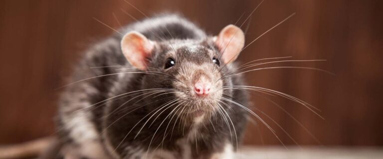 eliminer les nids de rats conseils et solutions efficaces
