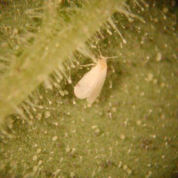 eliminer les oeufs blancs dans la terre conseils de lutte antiparasitaire