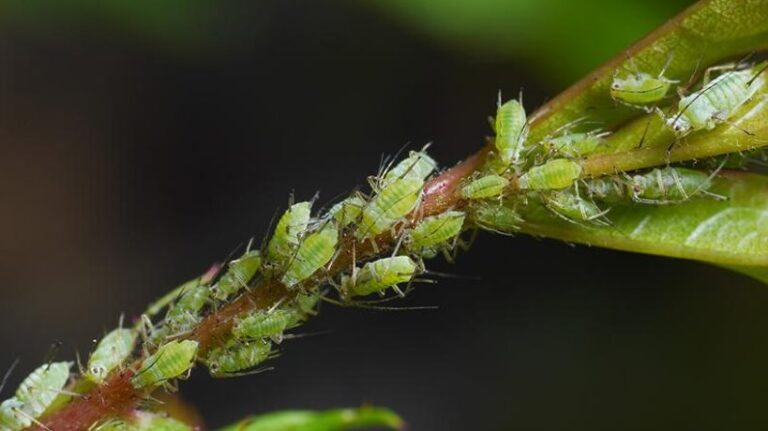 eliminer les parasites de la maison guide pratique et conseils efficaces