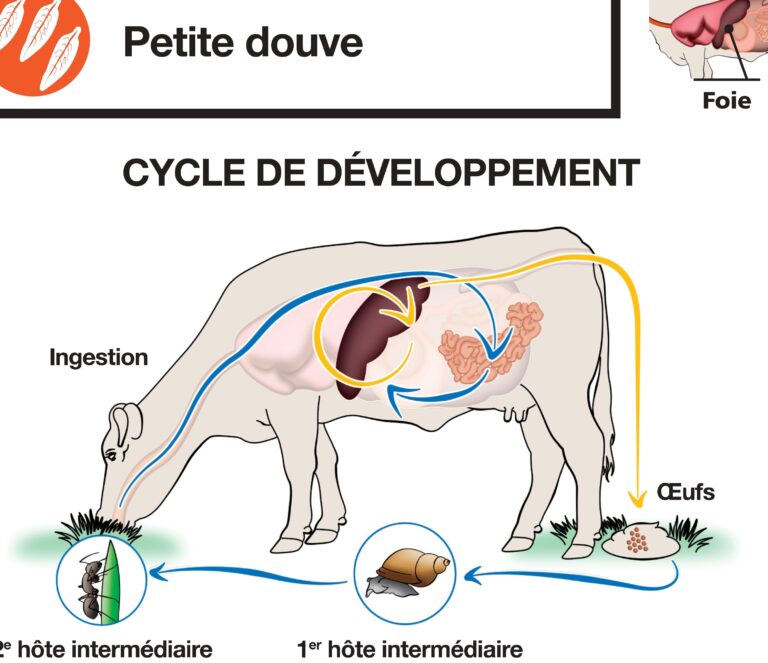 eliminer les petites fourmis en mouvement conseils antiparasitaires