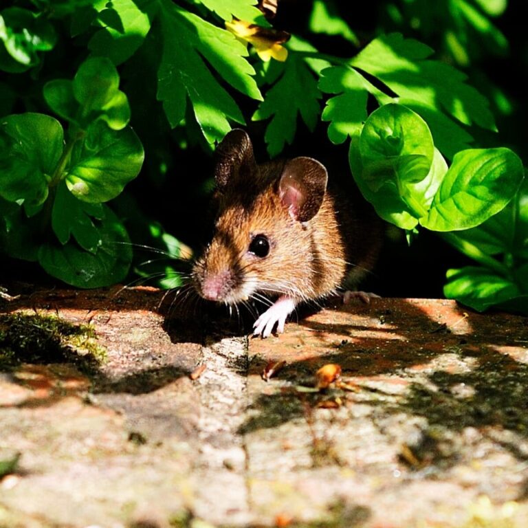 eliminer les rats dans un poulailler conseils pratiques