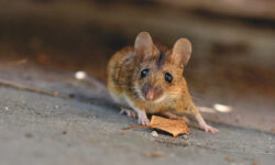 eliminer-les-souris-avec-du-bicarbonate-de-soude-methode-efficace-et-naturelle