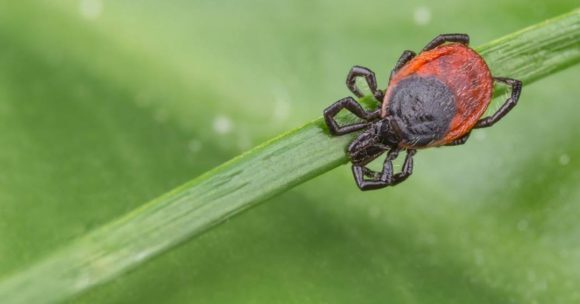 eliminer les tiques naturellement conseils pratiques et efficaces