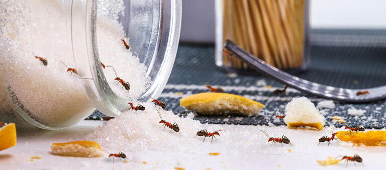 eliminer lodeur des fourmis brulantes conseils et astuces