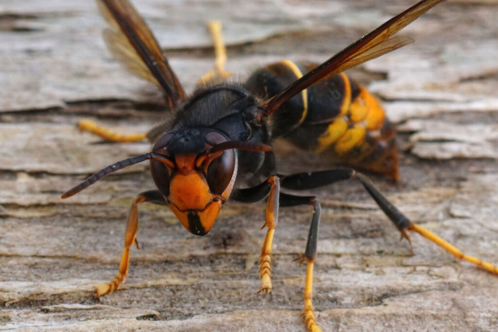 eliminer un nid de frelon souterrain conseils et astuces