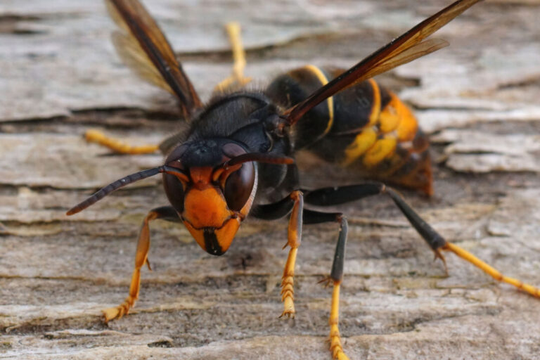 eliminer un nid de frelon souterrain conseils et astuces