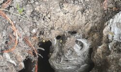 eliminer-un-nid-de-guepes-conseils-et-solutions-efficaces