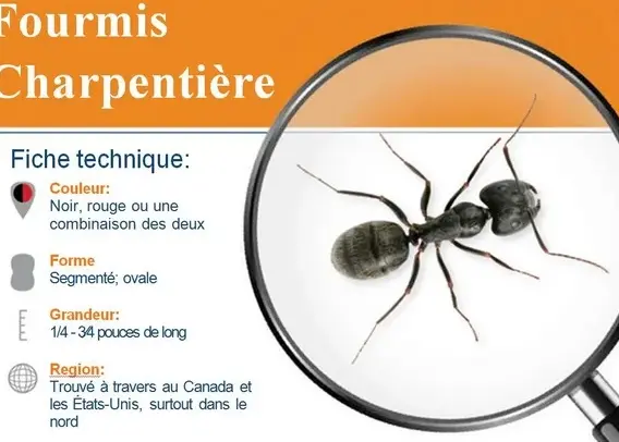 eliminez efficacement les fourmilieres de votre jardin