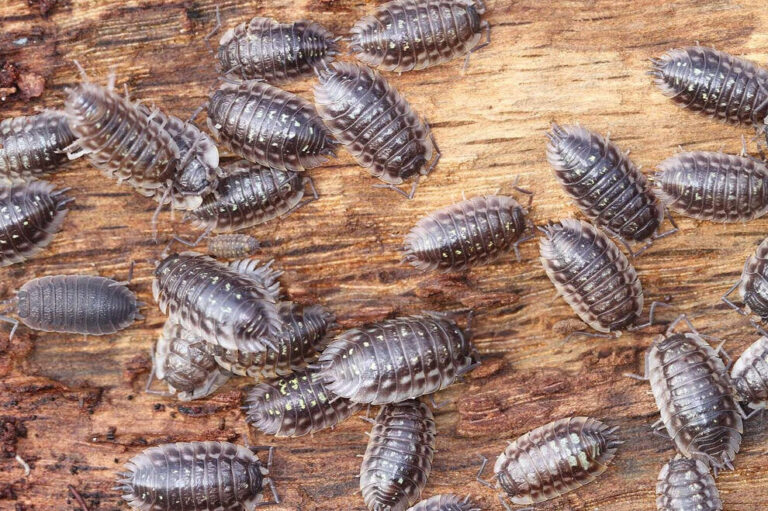 eliminez efficacement les nids de guepes souterrains avec nos solutions specialisees