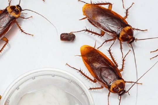 eliminez les cafards dans le grenier avec notre expertise en lutte antiparasitaire