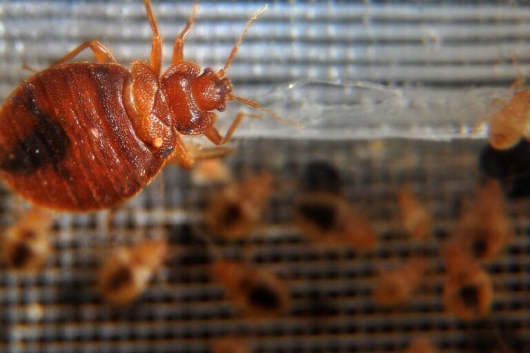 eliminez les coquilles de punaises avec notre expertise en lutte antiparasitaire