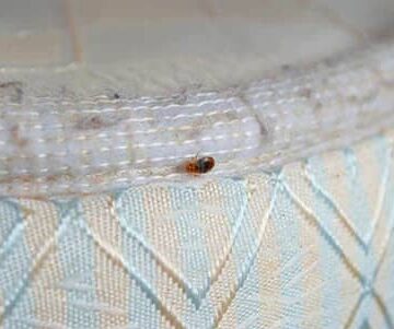 eliminez les crottes dinsectes dans votre maison avec nos conseils