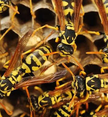 eliminez-les-faux-nids-de-guepes-avec-notre-expertise-en-lutte-antiparasitaire