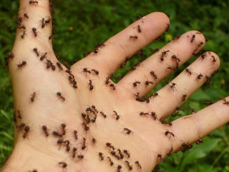 eliminez les fourmis efficacement avec notre solution anti fourmis