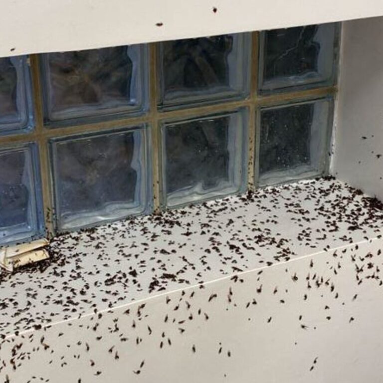 eliminez les fourmis sortant de leur nid avec nos solutions antiparasitaires