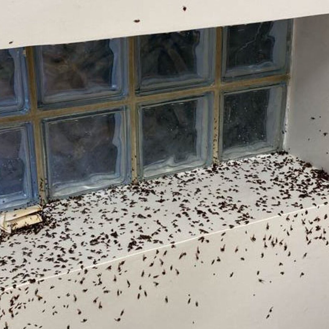 eliminez les fourmis sortant de leur nid avec nos solutions antiparasitaires