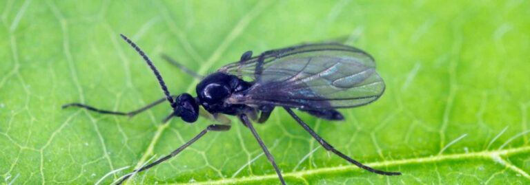 eliminez les minuscules araignees de votre maison avec nos conseils pratiques