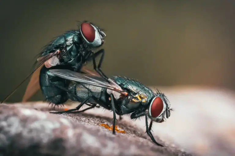 eliminez les mouches de grenier avec nos conseils de lutte antiparasitaire
