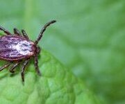 eliminez-les-mouches-papillons-avec-notre-expertise-en-lutte-antiparasitaire