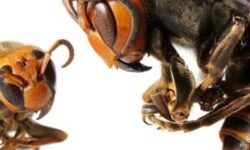 Éliminez les nids moulu avec notre expertise en lutte antiparasitaire eliminez-les-nids-moulu-avec-notre-expertise-en-lutte-antiparasitaire