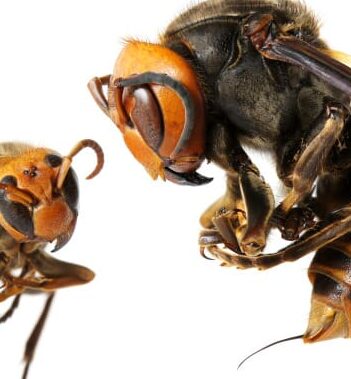 eliminez les nids moulu avec notre expertise en lutte antiparasitaire