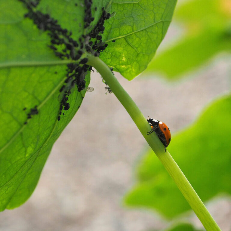 eliminez les pucerons du chou frise conseils de lutte antiparasitaire