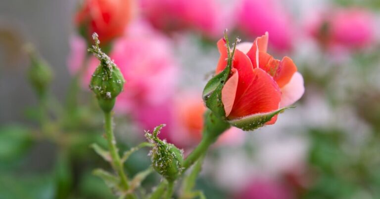 eliminez les pucerons sur vos roses avec nos conseils experts