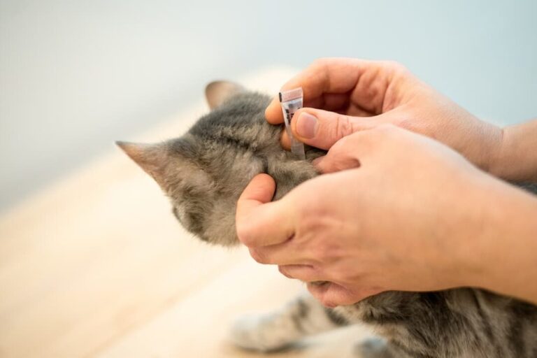 eliminez les puces exterieures avec notre tueur expert