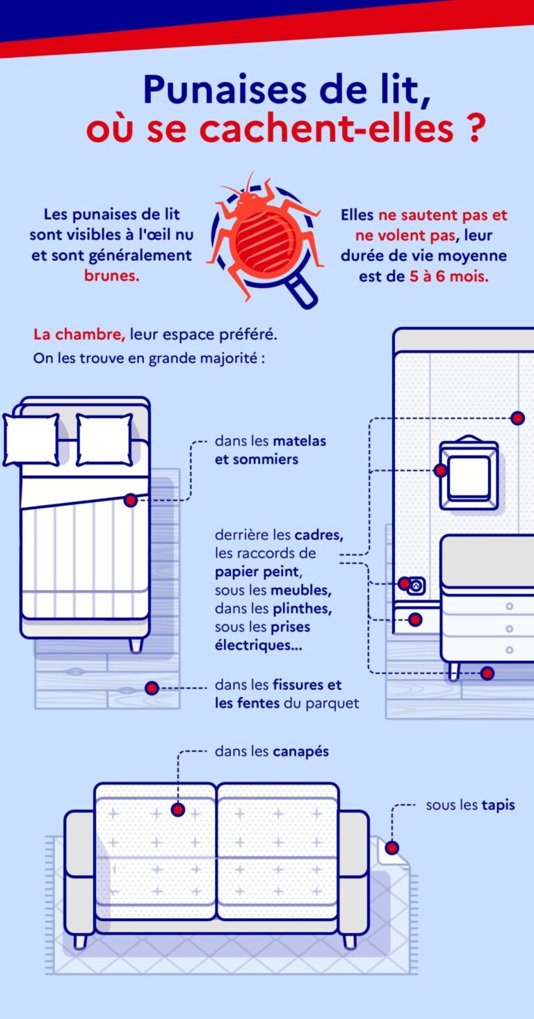 eliminez les punaises de lit avec lalcool une solution efficace et sans danger