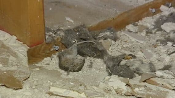 eliminez les souris des murs conseils de lutte antiparasitaire