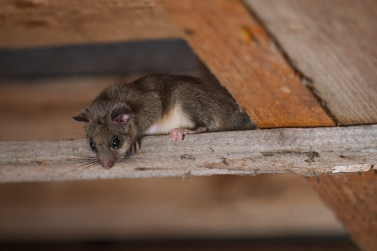 eliminez lodeur de souris dans votre camping car avec ces astuces simples