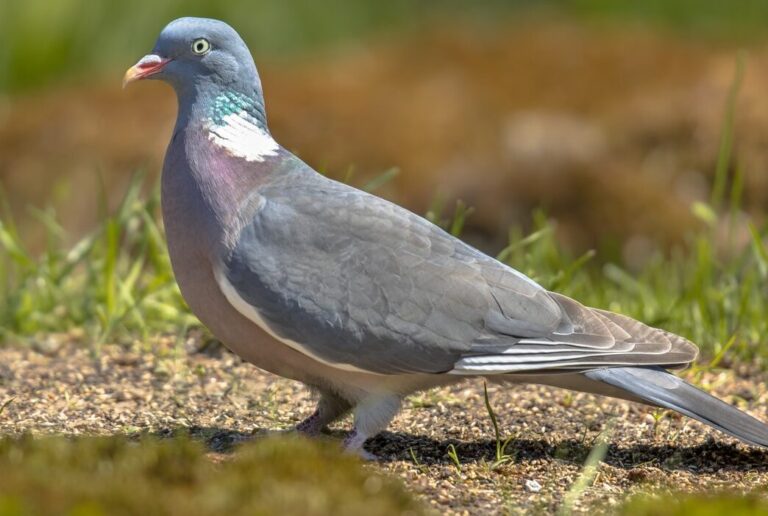 eloignement efficace des oiseaux conseils et solutions