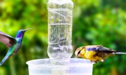 eloigner-les-abeilles-des-mangeoires-a-colibris-conseils-et-astuces