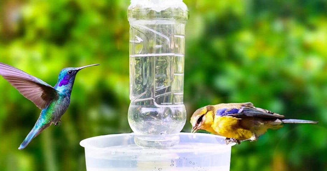 eloigner les abeilles des mangeoires a colibris conseils et astuces