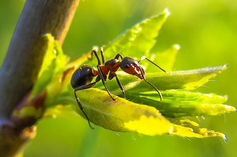 eloignez les fourmis avec ces astuces efficaces
